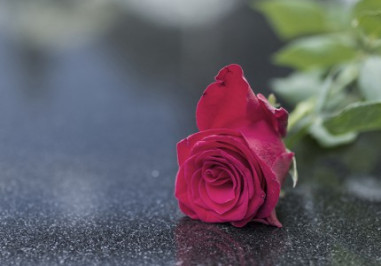 A red rose on marble